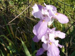 bel_iris_20211127_1526568030